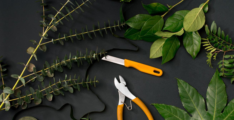 How to Propagate Plants from Cuttings at Home